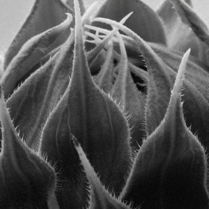 Sunflower buds closeup