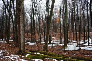 Sacred Grove