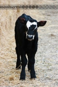 CWCalf with bleeding ears