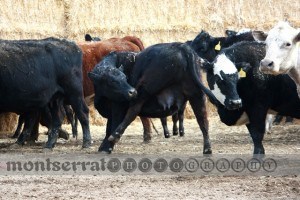 CWCow licking back leg