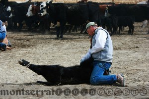 CWHolding the calf down