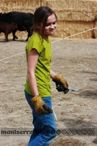 CWrocky mountain oysters