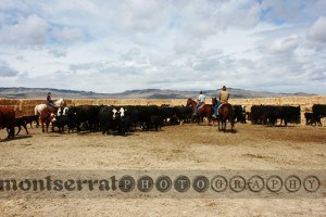 CWrounding up cows 01
