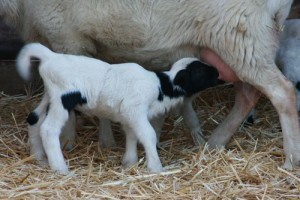 lamb sucking