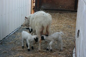 triplet lambs 01