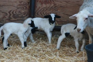 triplet lambs 02