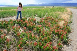 Picking wildflowers