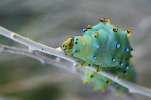 Caterpillar 02