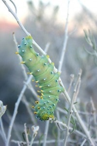 Hyalophora columbia