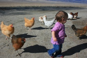 feeding chickens