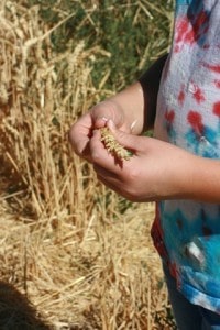 wheat 16