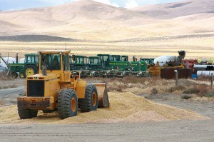 Corn Chopping 10