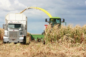 Corn Chopping 02