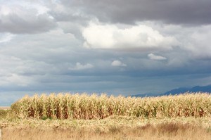 Corn Chopping 00