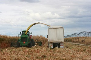 Corn Chopping 04