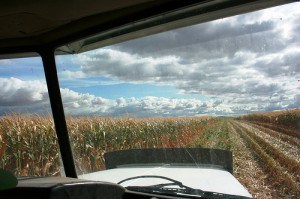 Corn Chopping 08