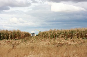 Corn Chopping 01