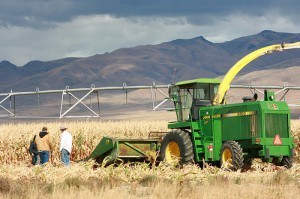 Corn Chopping 13