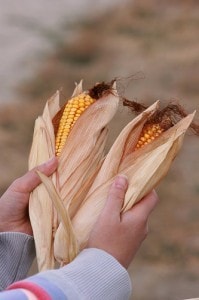 Corn Chopping 14