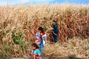 Corn Chopping 16