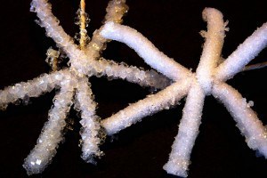 Borax snowflakes