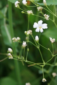 Baby's Breath