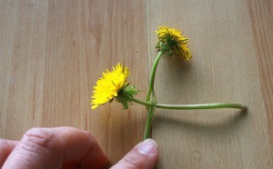 Dandelion Crown 03