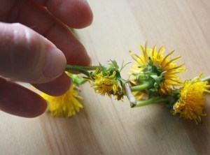 Dandelion Crown 07