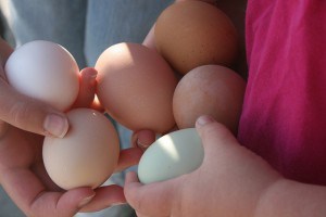 morning's collection of eggs