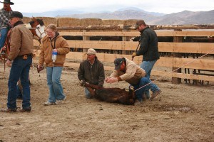 Castrating the bull calves
