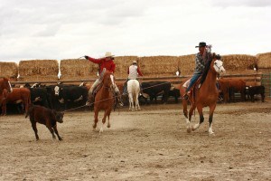 Roping the calf