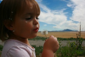 teaching her how to blow dandelions