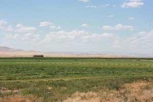 IMG_2389- circles of hay