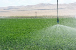 IMG_2378- sprinkler on pivot