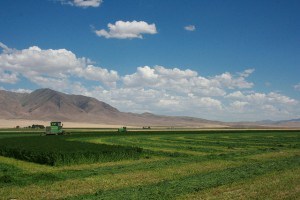 IMG_2325- swathing pivot