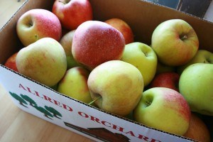 jonagold apples