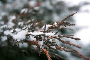 IMG_5198 snowy branch