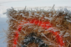 IMG_5315 straw bale target