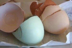 broken egg shells