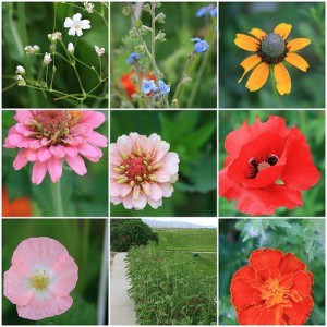 Wild Flower Garden in July 2008