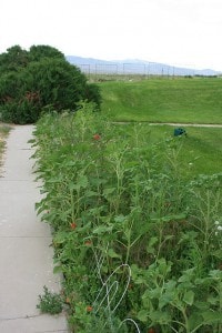 Wild Flower garden in july