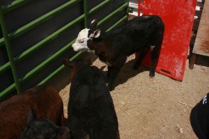 IMG_6965 - calves