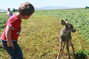 IMG_7260 - Gideon talking to fawn