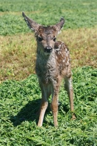 IMG_7272 - fawn standing