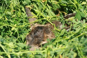 IMG_7250 - fawn in hay