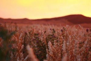 Wheat Field