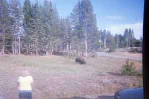 Abby's camera Yellowstone