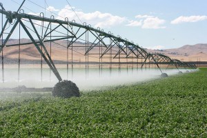 IMG_2383- pivot watering