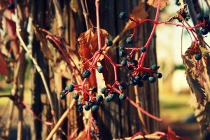 dried berries