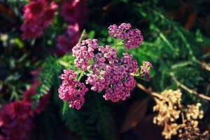 purple flowers